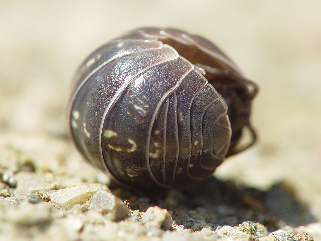 Armadillidium vulgare photo 3