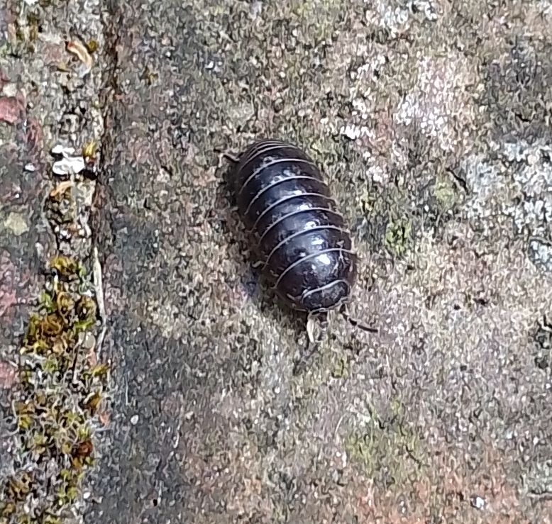 Armadillidium vulgare photo 4