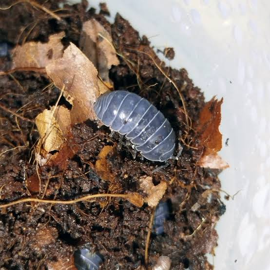 Armadillidium vulgare photo 5