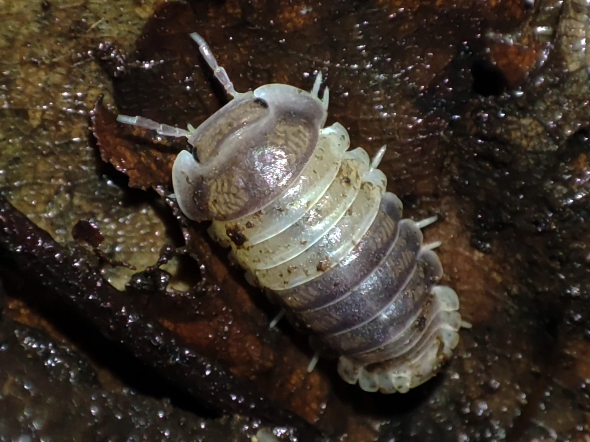 Panda King photo 4