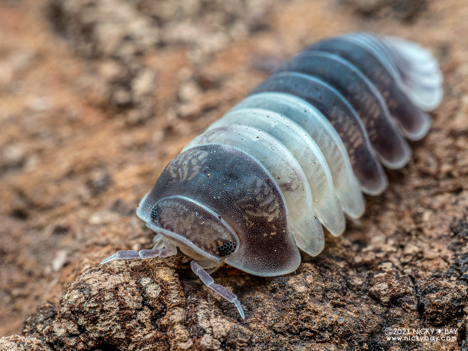 Panda King isopod on bark