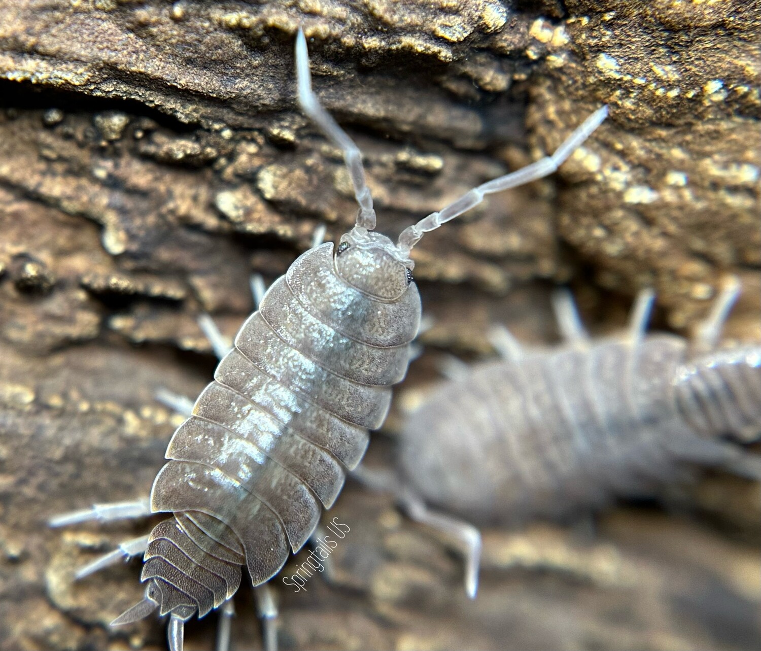 Porcellionides pruinosus isopod close-up