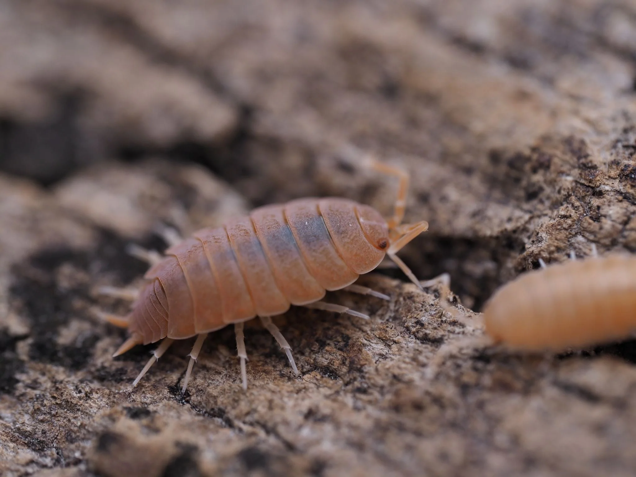 Porcellionides pruinosus photo 2