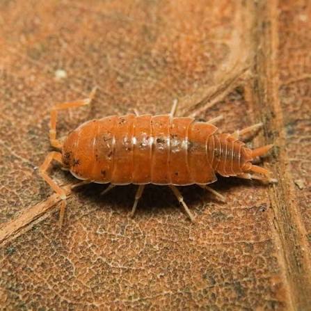 Powder Orange isopod on a leaf