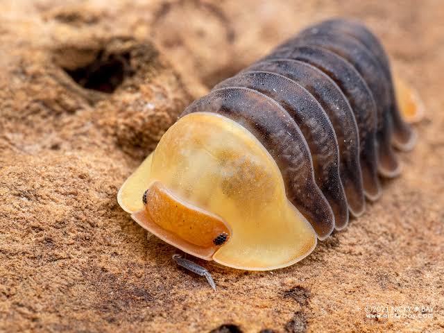 Rubber Ducky isopod on bark